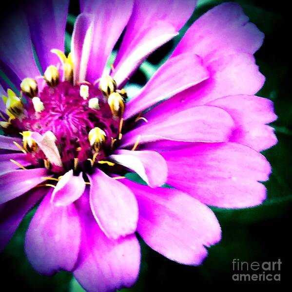 Zinnia Poster featuring the photograph Petal power by Vonda Lawson-Rosa