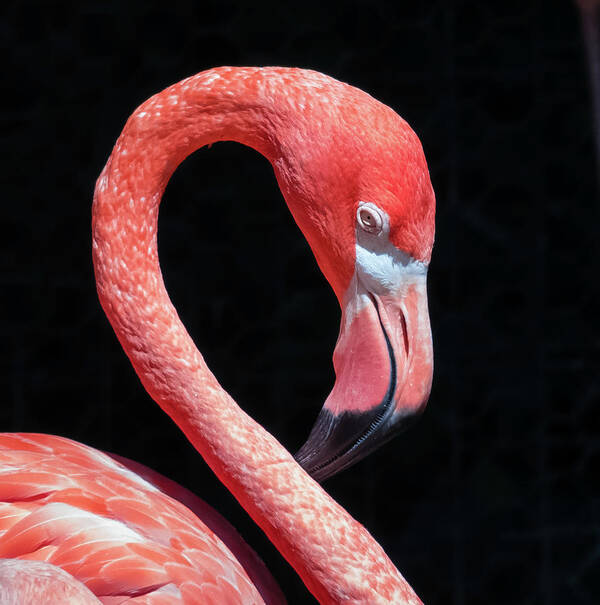 Pink Flamingo Poster featuring the photograph Pink Flamingo by Robert Bellomy