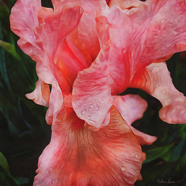 Pink Iris Poster featuring the photograph Pink Iris Glory by Anna Louise