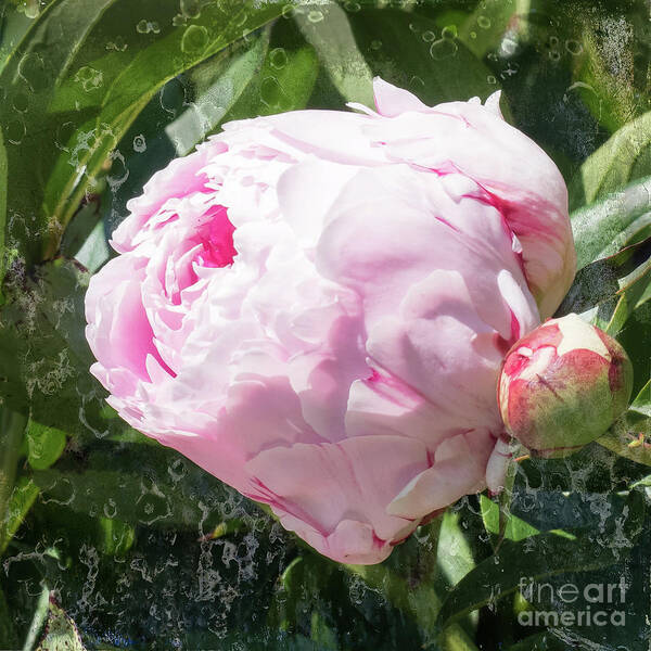 Pink Peony Poster featuring the photograph Pink Peony IIl by Scott and Dixie Wiley