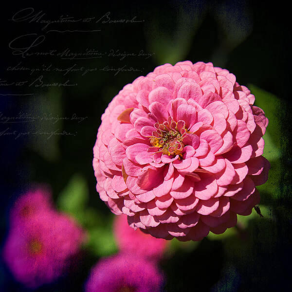 Pink Chrysanthemum Flower Poster featuring the photograph Pink Thoughts by Milena Ilieva