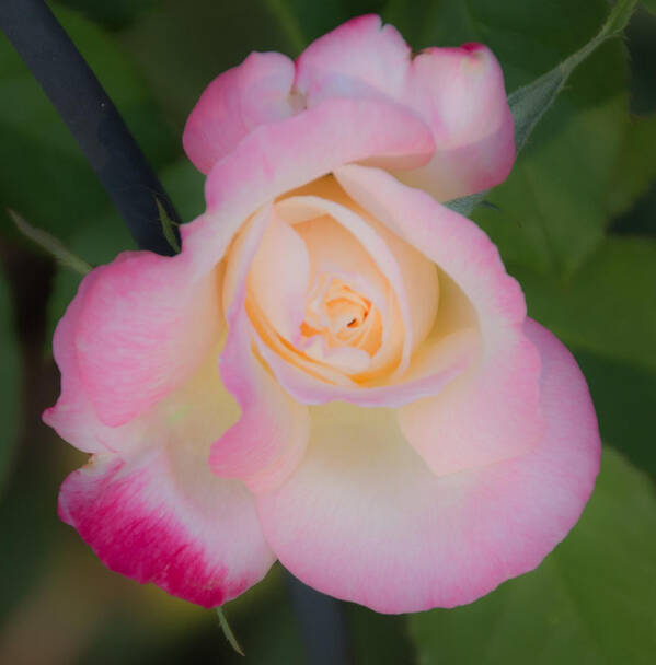 Rose Poster featuring the photograph Pink Tinged Rose by Cathy Donohoue