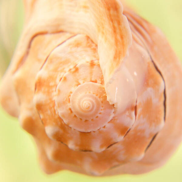 Pitted Murex Poster featuring the photograph Pitted Murex Seashell by Hermes Fine Art