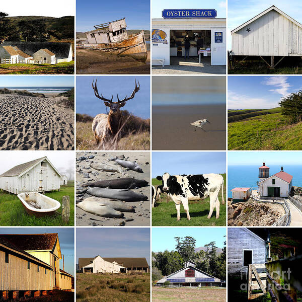 Wingsdomain Poster featuring the photograph Point Reyes National Seashore 20150102 by San Francisco