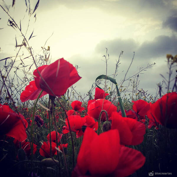 Poppies Poster featuring the photograph Poppies field and Clouds by Miguel Angel