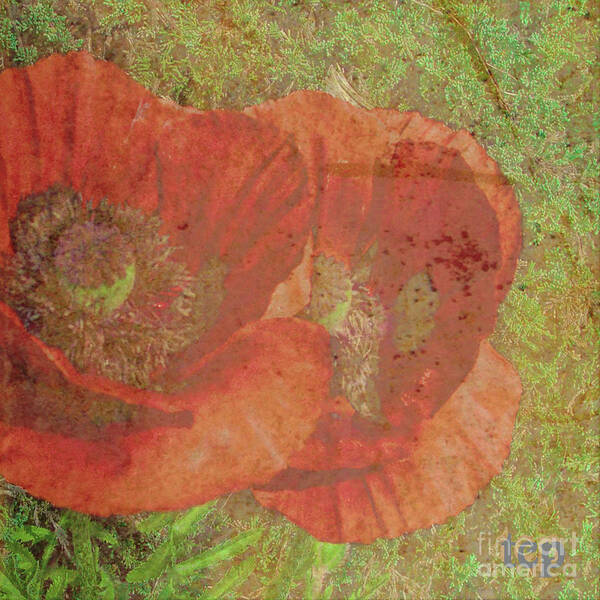 Poppy Poster featuring the photograph Poppy Love by Traci Cottingham