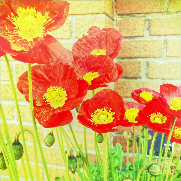 Poppies Poster featuring the photograph Poppyfied by Onedayoneimage Photography
