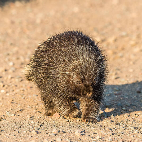 Porcupine Poster featuring the photograph Porcupine Walking by Paul Freidlund