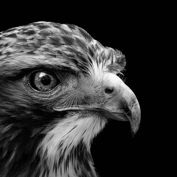 Common Buzzard Poster featuring the photograph Portrait of Common Buzzard in black and white by Lukas Holas