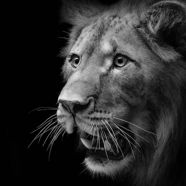 Lion Poster featuring the photograph Portrait of Lion in black and white II by Lukas Holas