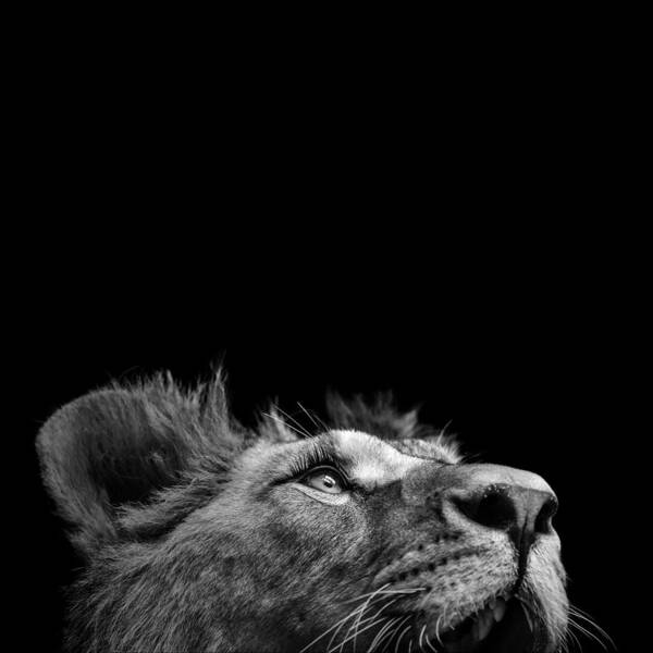 Lion Poster featuring the photograph Portrait of Lion in black and white III by Lukas Holas