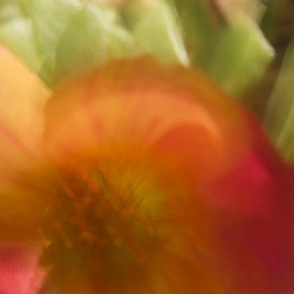 Abstract Poster featuring the photograph Portulaca I by Margaret Denny