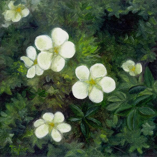 Flowers Poster featuring the painting Potentilla by FT McKinstry