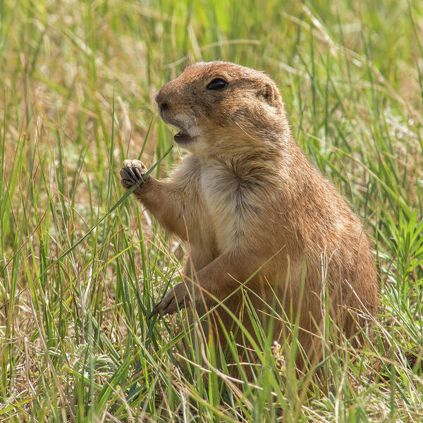 Animal Poster featuring the photograph Prairie Dog by Brenda Jacobs