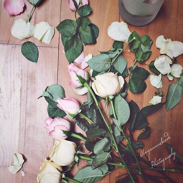 Rosesofinstagram Poster featuring the photograph Preparing For A Shoot. #roses by Ivy Ho