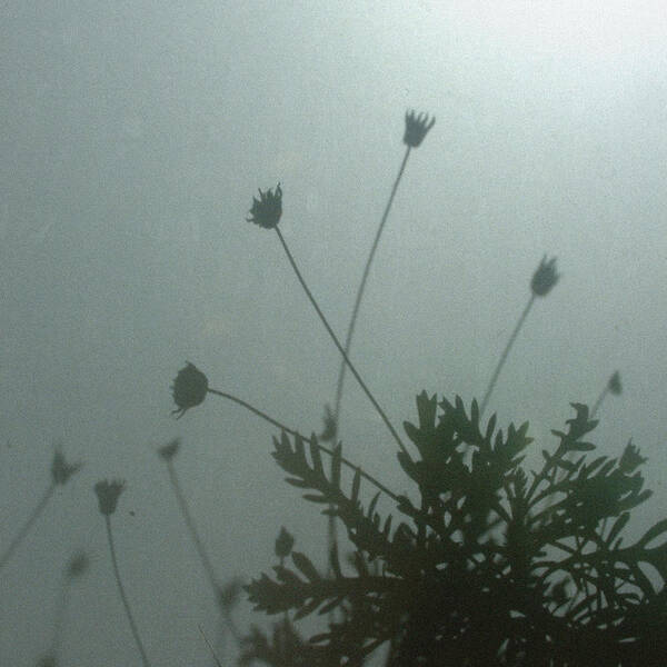 Daisy Bush Poster featuring the photograph Pressed Daisy Bush Green by Stan Magnan