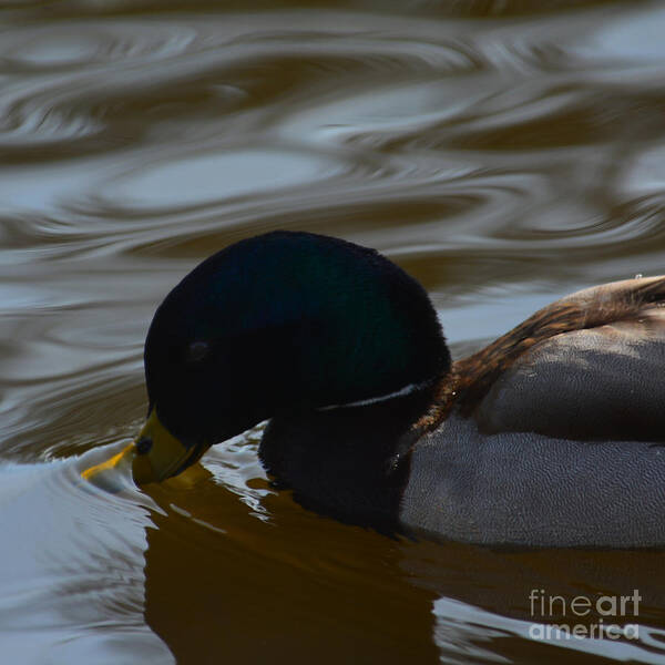 Photography By Paul Davenport Poster featuring the photograph Pretty Mallard by Paul Davenport