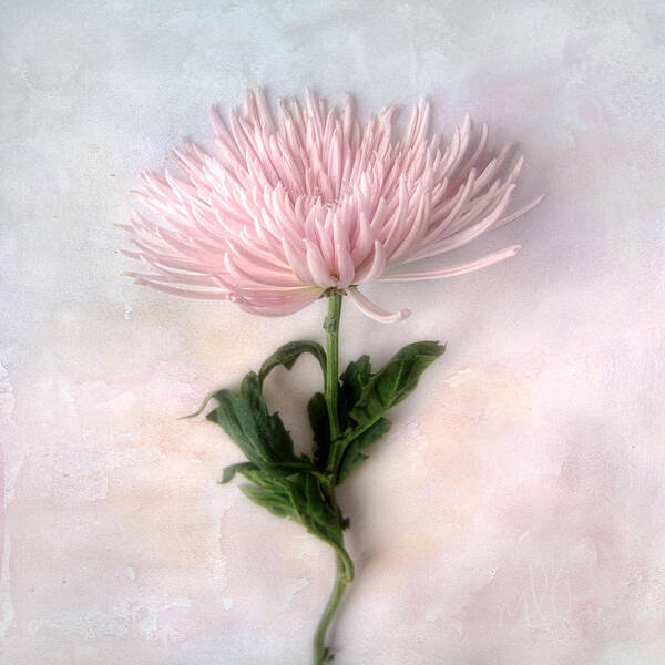 Chrysanthemum Poster featuring the photograph Pretty Pink Mum by Louise Kumpf