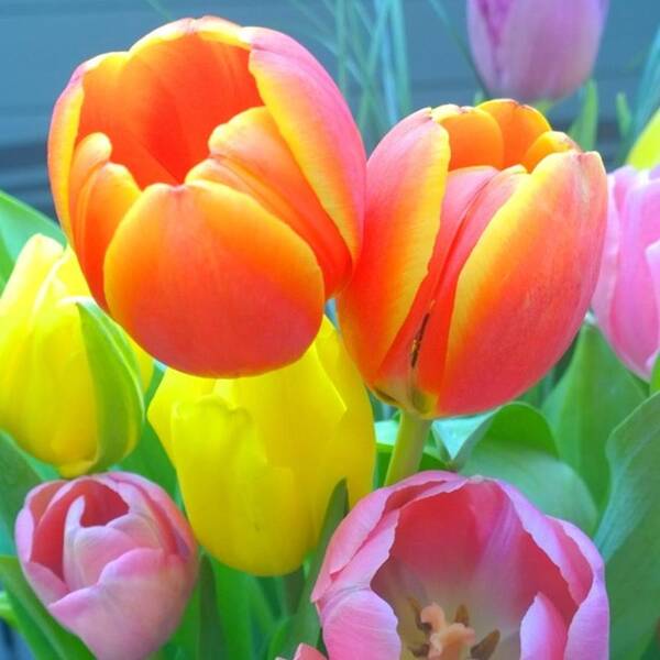 Garden Poster featuring the photograph Pretty #spring #tulips Make Me Smile by Shari Warren