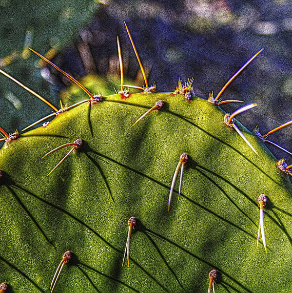 Arizona Poster featuring the photograph Prickly Pear Study No. 9 by Roger Passman