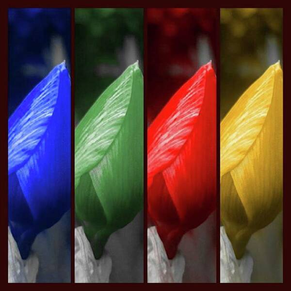 Photography Poster featuring the photograph primary Colors #instagood by Rachel Hannah