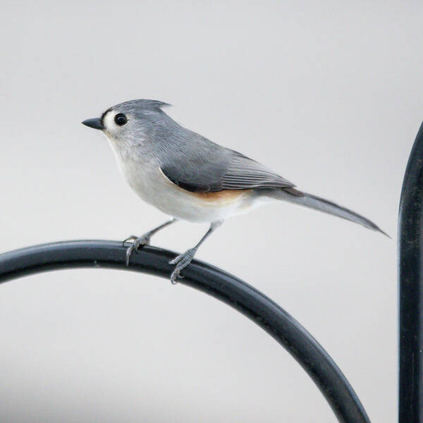 Bird Poster featuring the photograph Profile of a Tufted Titmouse by Darryl Hendricks