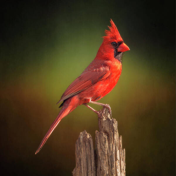 Cardinal Poster featuring the photograph Proud Mr. Redbird by Bill and Linda Tiepelman