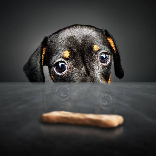 Puppy Poster featuring the photograph Puppy longing for a treat by Johan Swanepoel