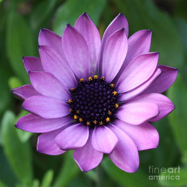 Purple Flower Poster featuring the photograph Purple Daisy Square by Carol Groenen