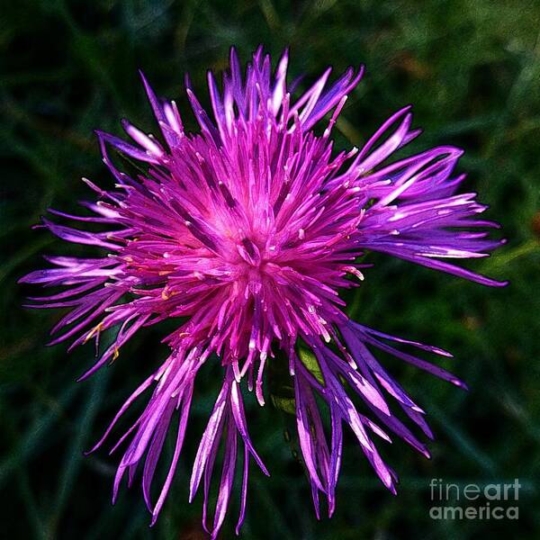 Beautiful Poster featuring the photograph Purple Dandelions 4 by Jean Bernard Roussilhe