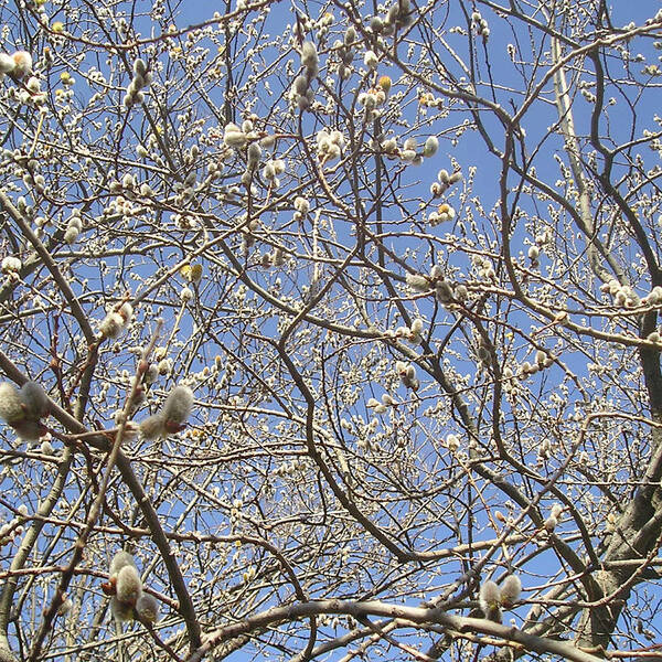 Spring Poster featuring the photograph Pussywillows Bursting to Life by Roger Swezey