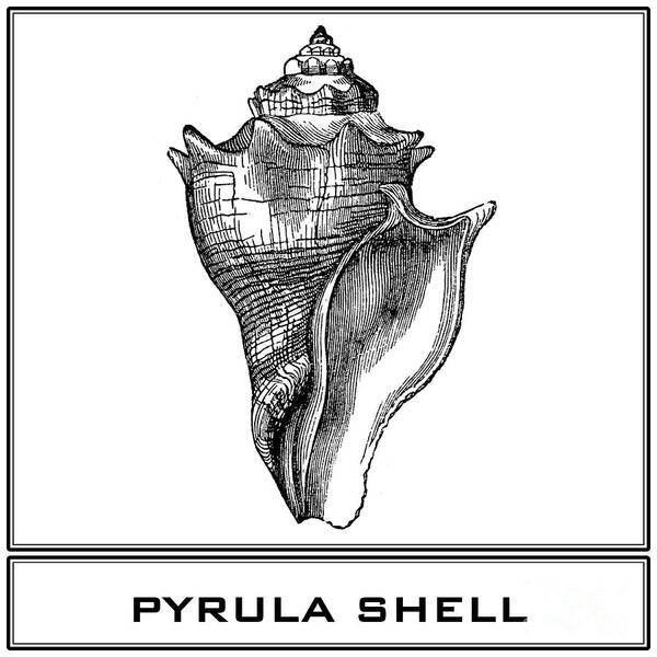 Pyrula Shell Poster featuring the digital art Pyrula Shell by Scott and Dixie Wiley