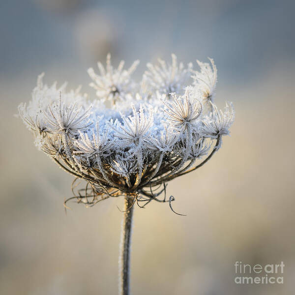 Queen Anne's Lace Poster featuring the photograph Queen Anne's Lace With Frost by Tamara Becker