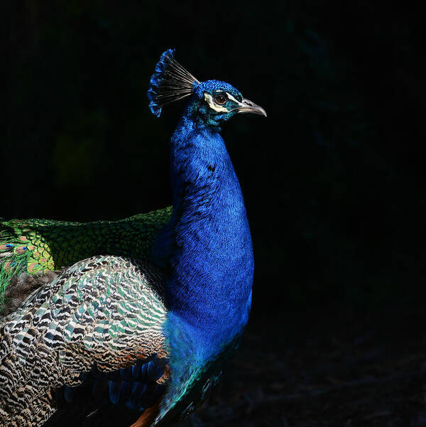 Peacock Poster featuring the photograph Radiance by Fraida Gutovich