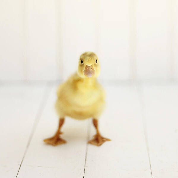 Duck Photography Poster featuring the photograph Ready to Rumble - Square Version by Amy Tyler