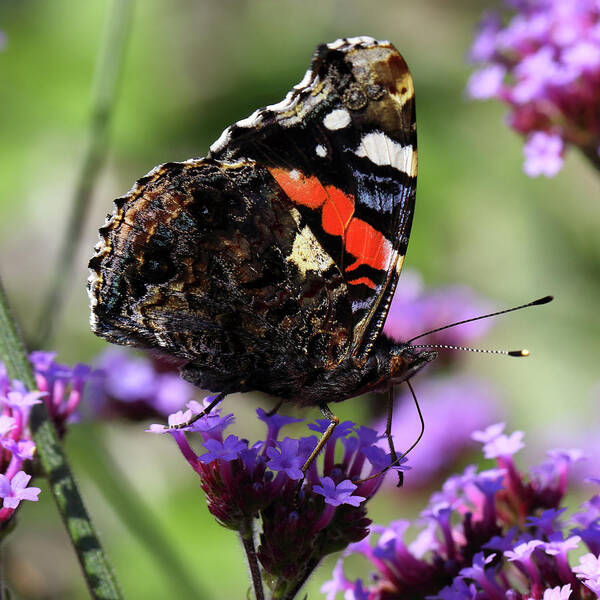 Red Admiral Poster featuring the photograph Red admiral butterfly Vanessa atalanta by Paul Cowan