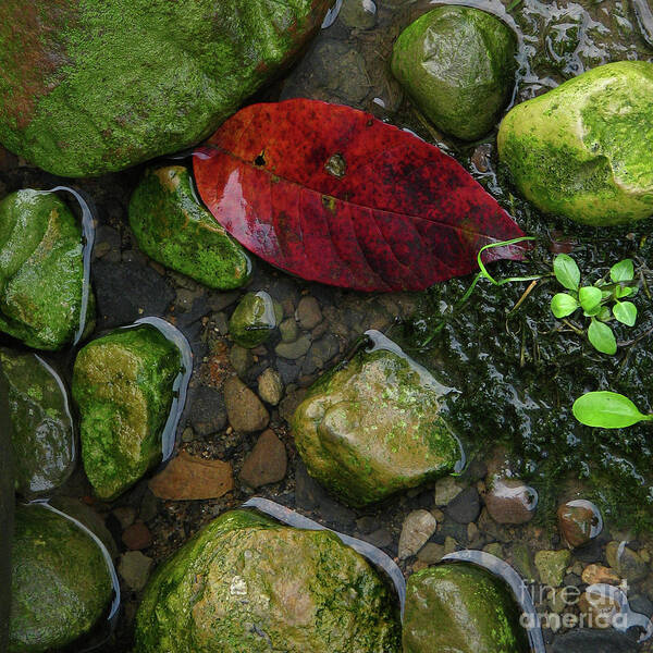 Leaf Poster featuring the photograph Red and Rocks by Deborah Johnson