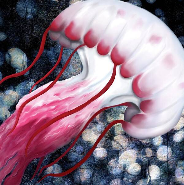 Jellyfish Poster featuring the digital art Red and White Jellyfish by Sand And Chi