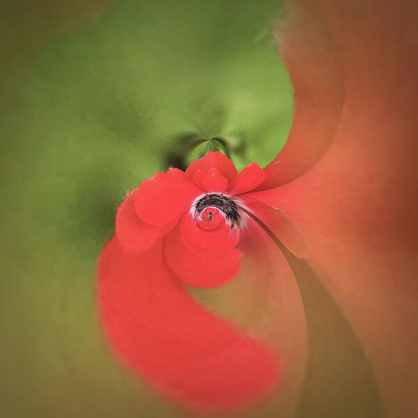 Flower Poster featuring the photograph Red anemone by Usha Peddamatham