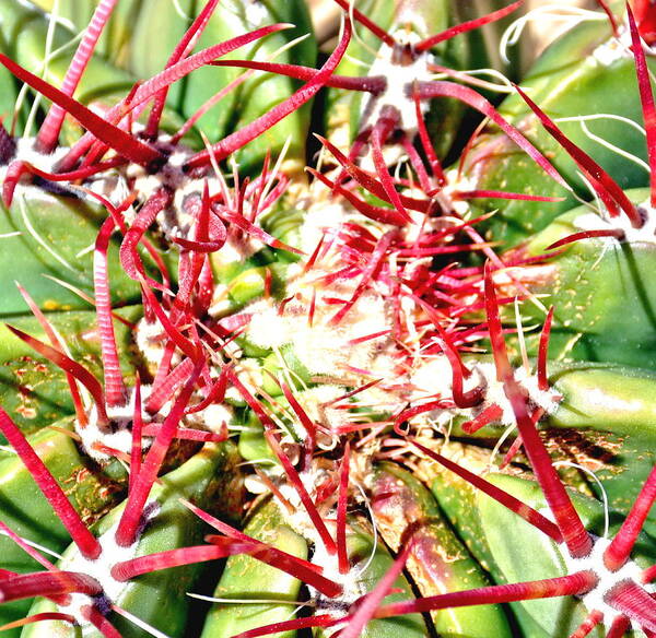 Cactus Poster featuring the photograph Red Cactus Thorns by Amy McDaniel