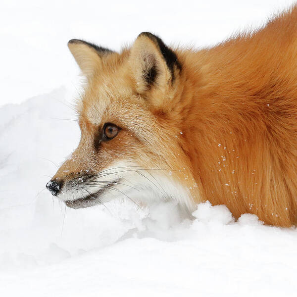 Red Fox Poster featuring the photograph Red Fox Close Up by Steve McKinzie