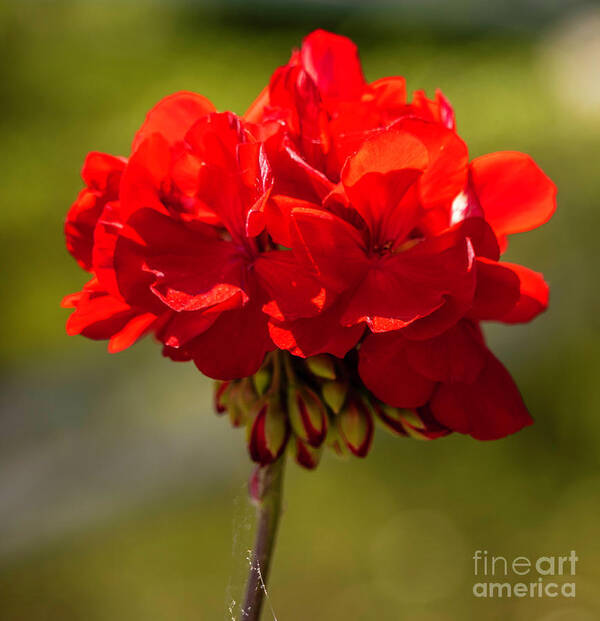 Flower Poster featuring the photograph Red Geranium by Cathy Donohoue