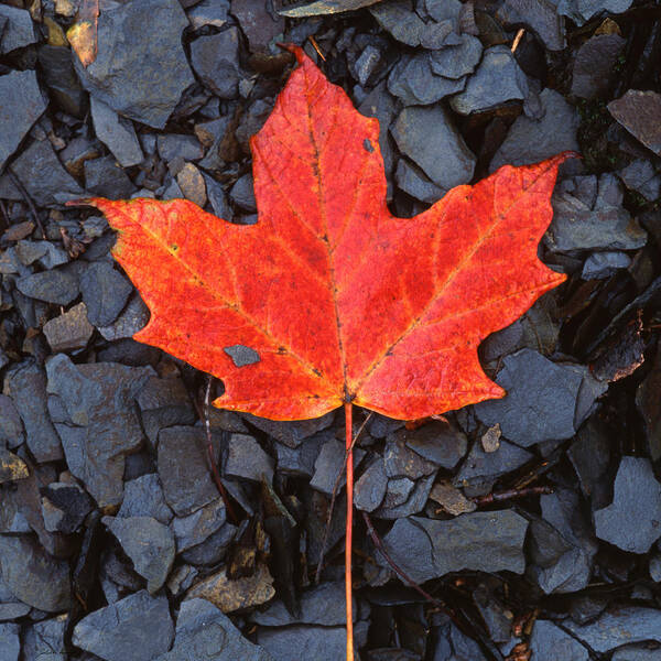 Black Shale Poster featuring the photograph Red maple Leaf on Black Shale by John Harmon