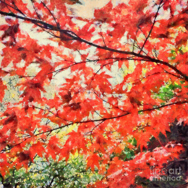 Acrylics Poster featuring the photograph Red maple tree by Sophie McAulay
