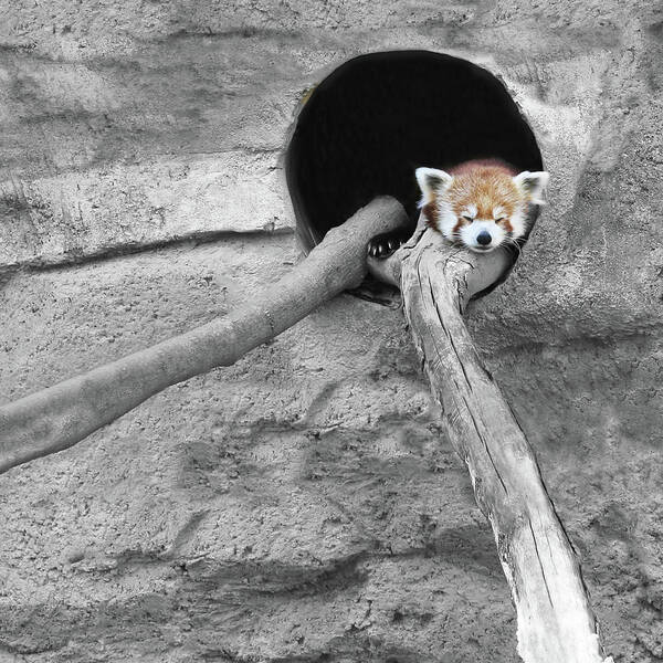 Red Panda Poster featuring the photograph Red Panda Sleeping by Brooke T Ryan