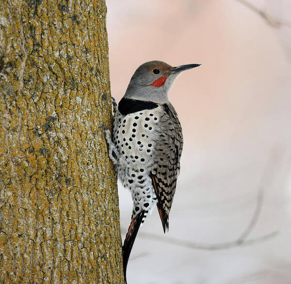 Northern Flicker Poster featuring the photograph Red Shafted Northern Flicker by Whispering Peaks Photography