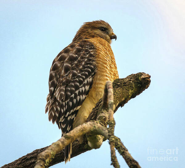 Nature Poster featuring the photograph Red-Shouldered Hawk - Buteo Lineatus by DB Hayes