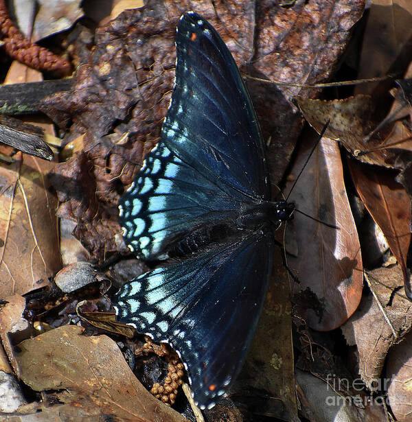 Nature Poster featuring the photograph Red Spotted Purple Admiral by Skip Willits