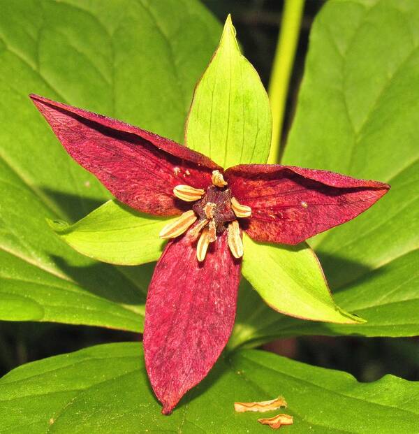 Red Trillium Red Wildflowers Appalachian Wildflowers Red Forest Flowers Forest Flora Appalachian Flora Botanical Diversity Wild Botany Nc Wildflowers Custom Mugs Wildflower Mug Custom T Shirts Custom Home Decor Poster featuring the photograph Red Trillium by Joshua Bales