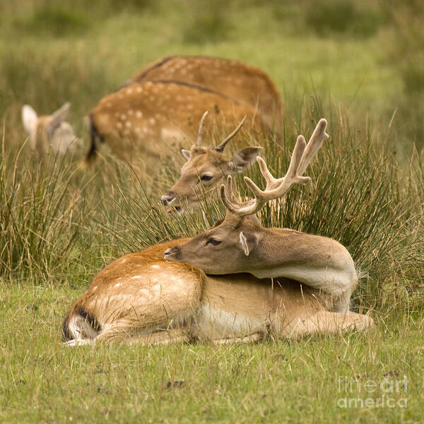 Fallow Deer Poster featuring the photograph Rest Time by Ang El